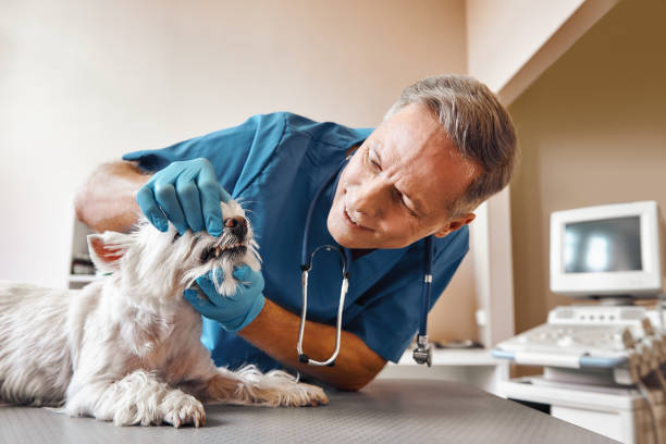 Best Root Canal Emergency Dentist  in Monroe, WI